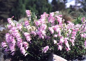 Penstemon rupicola