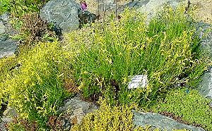 Penstemon tenuifolia