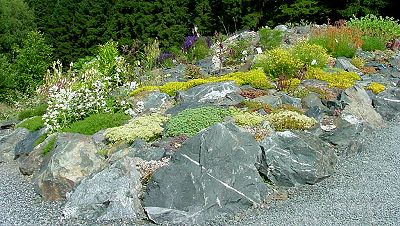 Alpine Pflanzen aus aller Welt auf Silikat