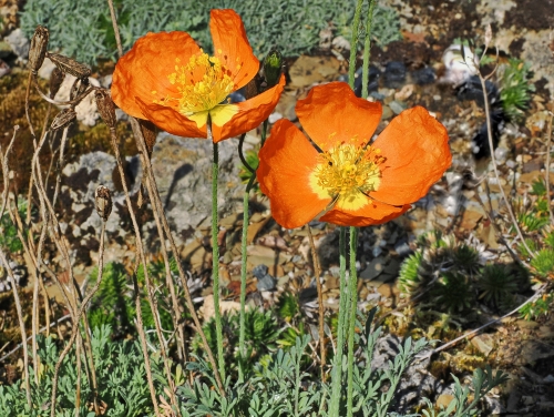 Alpenmohn